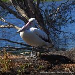 Australian Pelican.