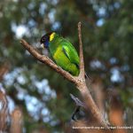 Australian Ringneck Parrot.