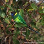 Ringneck Parrot.