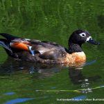 Australian Shelduck