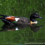 Australian Shelduck.