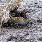 Aust Spotted Crake.