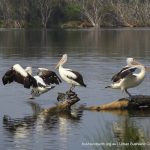 Australian Pelican.