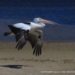 Australian Pelican - Point Walter Spit.