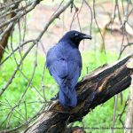 Australian Raven - Baigup Wetlands.