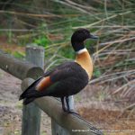 Australian Shelduck.