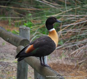 Australian Shelduck.