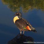 Australian Shelduck.