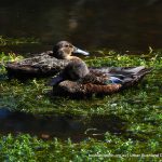 Australasian Shoveler.