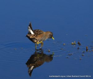 Australian Spotted Crake - Lake Bibra.