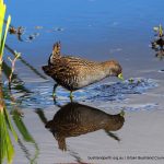 Australian Spotted Crake - Lake Beeliar.