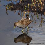 Australian Spotted Crake.