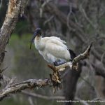 White Ibis.