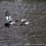 Australian Wood Duck