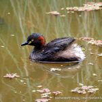 Australian Grebe - Baigup Wetlands.