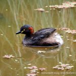 Australasian Grebe.