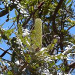 Bull Banksia.