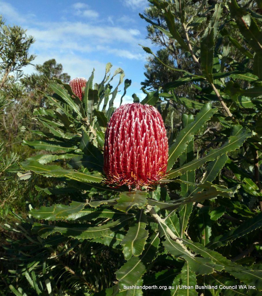 Firewood Banksia (Banksia menziesii).