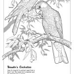 Artwork. Baudin's Cockatoo.