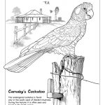 Artwork. Carnaby's Cockatoo.