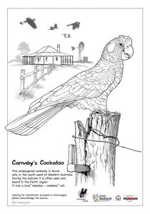 Artwork. Carnaby's Cockatoo.