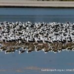 Banded Stilts - Lake Cooloongup.