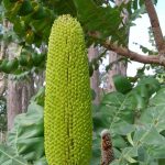 Banksia grandis - Bull Banksia.