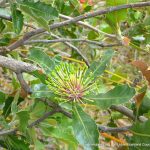 Holly-leaved Banksia.