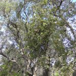 Holly-leaved Banksia