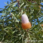 Banksia prionotes.