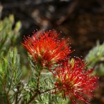 Beaufortia macrostemon.