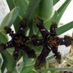 Black Flag (Ferraria crispa).