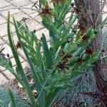 Black Flag (Ferraria crispa).