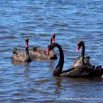 Black Swan - Baigup Wetlands.