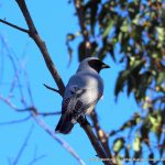 Black-faced Cuckoo Shrike.