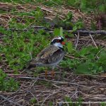 Black-fronted Dotterel.