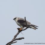 Black-shouldered Kite - Baigup Wetlands.