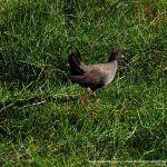 Black-tailed Native Hen