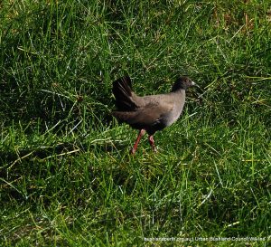 Black-tailed Native Hen