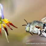 Blue-banded bee with Dianella revoluta.
