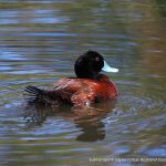 Blue-billed Duck - Baigup Wetlands.