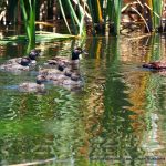 Blue-billed Duck family