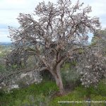 Slender banksia (Banksia attenuata).