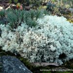 Borya on Lichen.