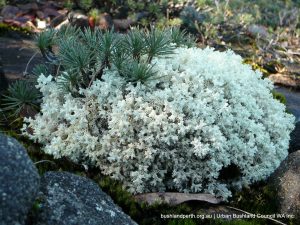 Borya on Lichen.