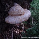 Bracket fungus on base of tuart.