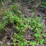 Bridal Creeper (Asparagus asparagoides).