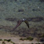 Bridled Tern - Penguin Island.