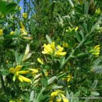 Broom (Genista monspessulana).