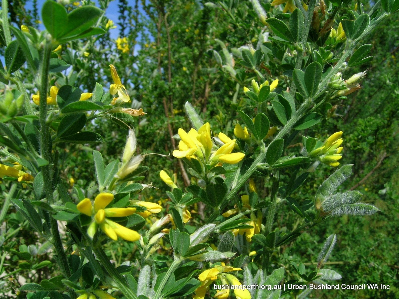 Broom (Genista monspessulana).